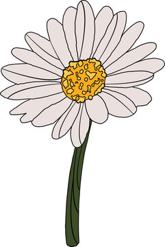 Fototapeta Stylized floral illustration is showing daisy flower on transparent backdrop, black-outlined petals