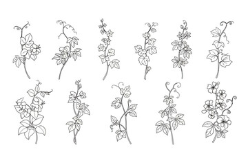 Botanical Line Art Illustration of Vines and Flowers