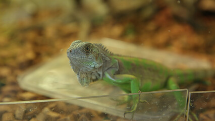 Green iguana sitting on glass platform. Suitable for nature, wildlife, reptile, and tropical concepts in design projects and educational materials.