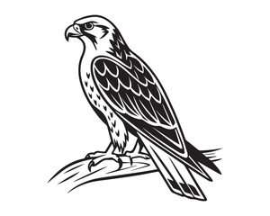 Fototapeta premium Detailed Hawk or Falcon Outline Art – Stylized Predator Bird Sitting on Tree Branch, Graphic Monochrome Wildlife Sketch for Coloring Books and Logos 