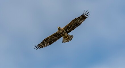 Bird of prey soaring in a clear sky