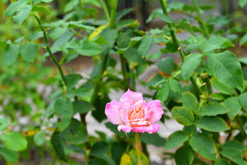 秋に咲くバラの花