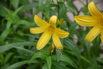  Yellow Daylily Flower with Dew Drops in Lush Green Garden