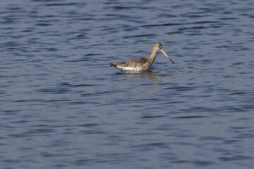 Black?tailed Godwit (Limosa limosa) in Dublin’s Bull Island – Estuarine Wader Habitat