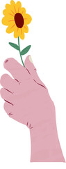 Disembodied pink hand is holding sunflower with green stem on transparent background flat style