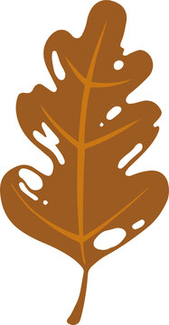Fototapeta Flat design oak leaf is floating, featuring brown form with orange veins on transparent background