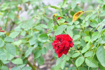 Obraz premium 秋に咲くバラの花
