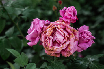 Beautiful pink roses in full bloom surrounded by lush green foliage