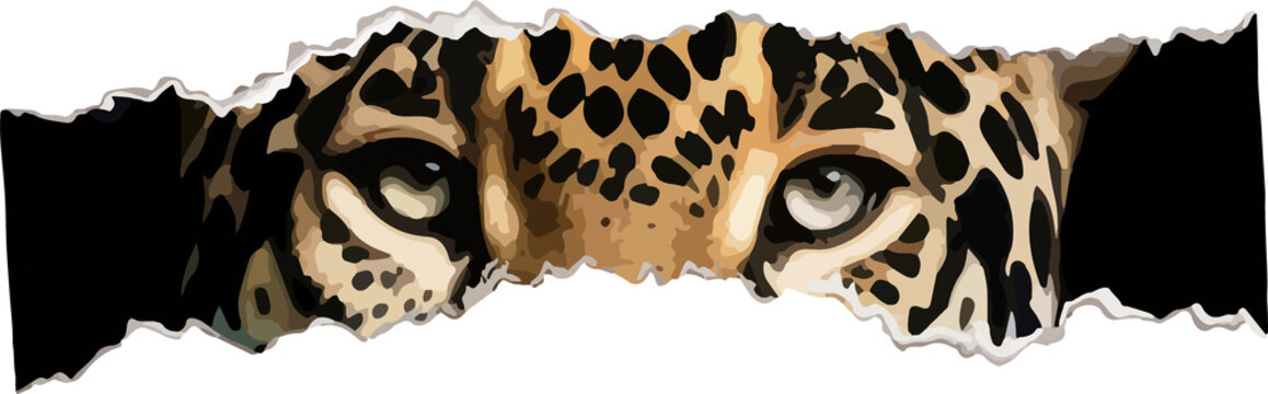 Fototapeta Vector jaguar face is peering through torn paper, spotted fur, jagged edges on transparent backdrop