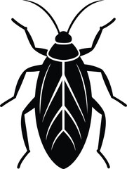 black beetle isolated on white
