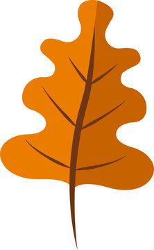 Flat vector oak leaf is floating with lobed outline and brown veins on transparent backdrop