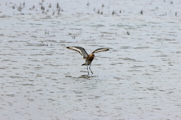 Black?tailed Godwit (Limosa limosa) in Dublin’s Bull Island – Estuarine Wader Habitat