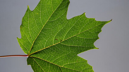 Detailed Green Leaf Veins Against a Soft Gray Background Close Up