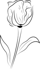 Line art illustration of tulip flower is showing bloom with stem and leaves, transparent background