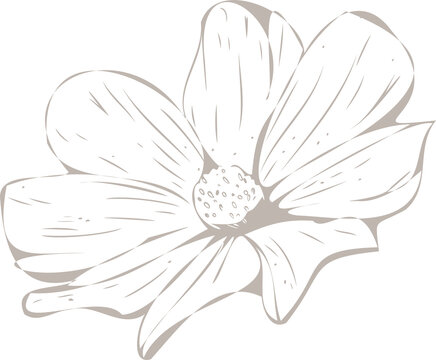 Fototapeta Vector showing daisy-like flower with eight petals, textured center on transparent backdrop