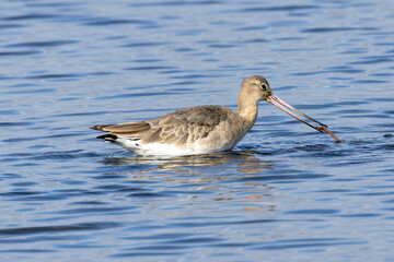 Black?tailed Godwit (Limosa limosa) in Dublin’s Bull Island – Estuarine Wader Habitat