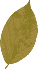 Golden leaf flat design is floating on transparent background, showing vein structure and texture