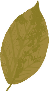 Fototapeta Golden leaf flat design is floating on transparent background, showing vein structure and texture