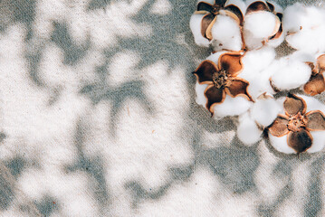 Cotton flower on natural beige fabric texture with sunlight shadow overlay. Sustainable living dry decor plants. Summer aesthetic pattern background for spa, beauty and fashion mockup template.