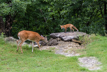 A Red Fox kit and White-tail Deer doe meet face-to-face.