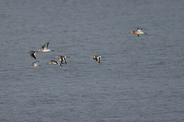 Black?tailed Godwit (Limosa limosa) in Dublin’s Bull Island – Estuarine Wader Habitat