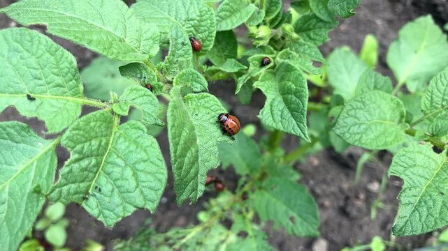 Colorado potato beetle larvae eating potato plant leaves.