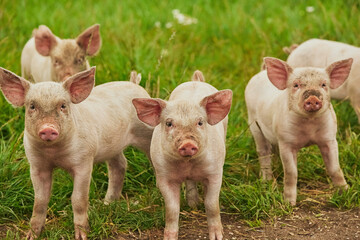 Eco pig farm in the field in Denmark. Cute piglets in the pasture © Виктор Осипенко