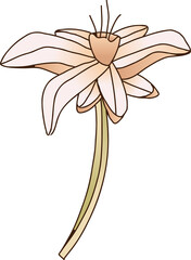 Floral illustration is showing stem, peach petals, heart core, stamens on transparent background