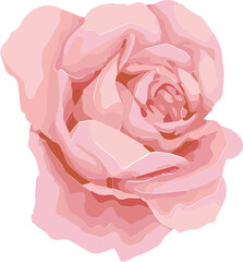 Fully bloomed pink rose is floating in flat vector style with layered petals on clear background