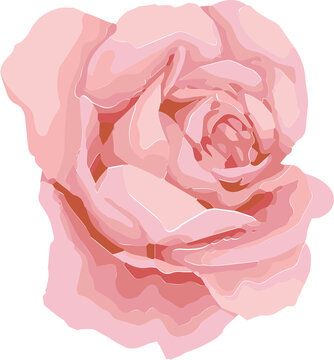 Fototapeta Fully bloomed pink rose is floating in flat vector style with layered petals on clear background