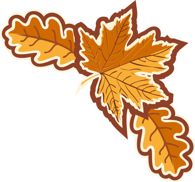 One maple leaf and two oak leaves are floating on transparent background in flat illustrative style