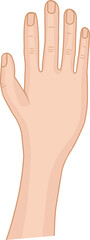 Vector illustration is showing back of right hand, joint shading, nails on transparent background