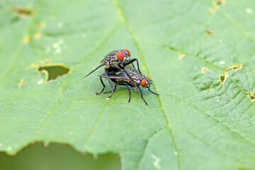 side close-up of a pair of flesh flies reproducing on agreen leave