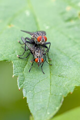 front close-up of a pair of flesh flies reproducing in the sunlight