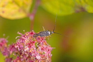 close-up view of a green brown plant bug Lygus pratensis on pink blossoms with blurred background