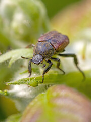 macro front view of a brown Anisoplia villosa beetle on a green blackberry vine
