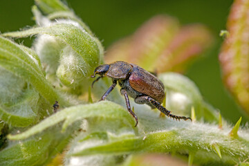 macro side view of a brown Anisoplia villosa beetle on a green blackberry vine