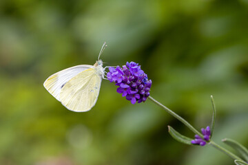 a small cabbage white butterfly (Pieris rapae) on a blue blossom of the true lavender (Lavandula angustifolia) with blurred background
