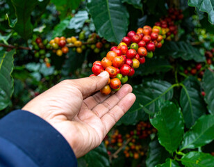 A coffee branch full of fresh cherry coffee beans that are almost completely ripe is on the palm of the hand with a bokeh background of coffee leaves and fresh cherry coffee beans on the tree