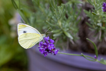 a small cabbage white butterfly (Pieris rapae) on a blue blossom of the true lavender (Lavandula...