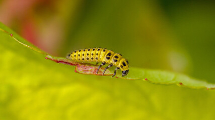side view close-up view of a yellow black larva of the 22-spot ladybird on a green leaf in sunlight 