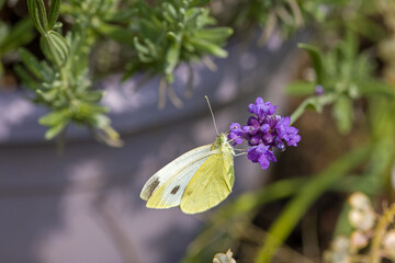 a small cabbage white butterfly (Pieris rapae) on a blue blossom of the true lavender (Lavandula...