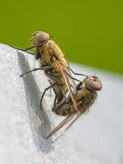 lateral close-up of a couple of common cluster flies reproducing in the sunlight