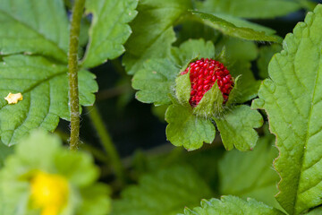 the young small red mock strawberry on a bush and a yellow blossom used in traditional chinese medicine