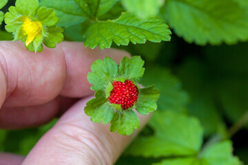 a hand examines the young small red mock strawberry on a bush and a yellow blossom