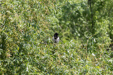 Eurasian (common) magpie from the Crow family perched on a branch.