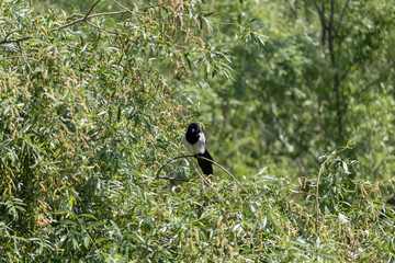 Eurasian (common) magpie from the Crow family perched on a branch.