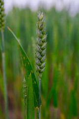 Young Green Wheat Ear in Early Growth Stage