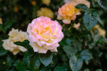 Beautiful rose blooms in a garden during springtime afternoon