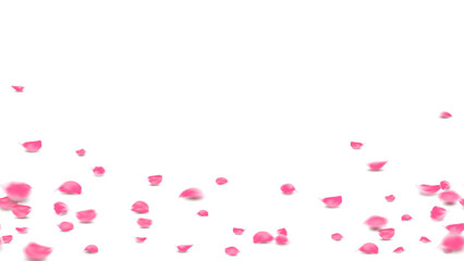 Pink rose petals fall on floor lovely background, Valentine symbolic flower of love